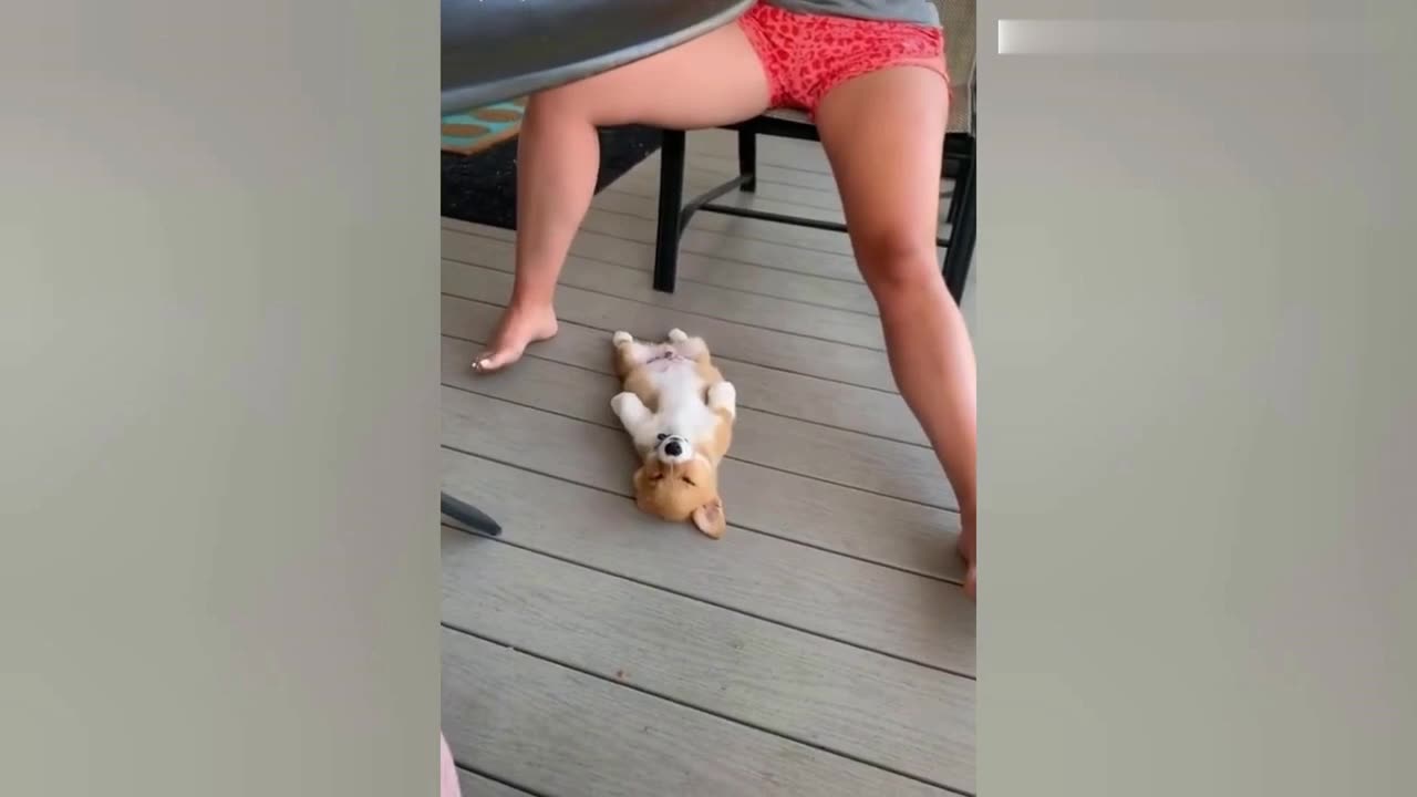 Funniest Animals Video - Funny Dogs And Cats 😺🐶 - Try Not To Laugh Animals