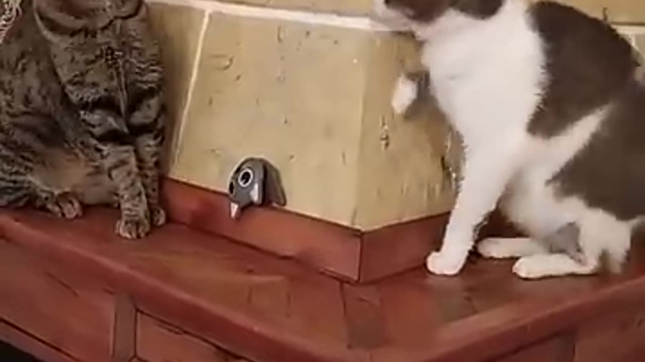 Sneaky Cat Acting Innocent When Spotted by Another Cat.