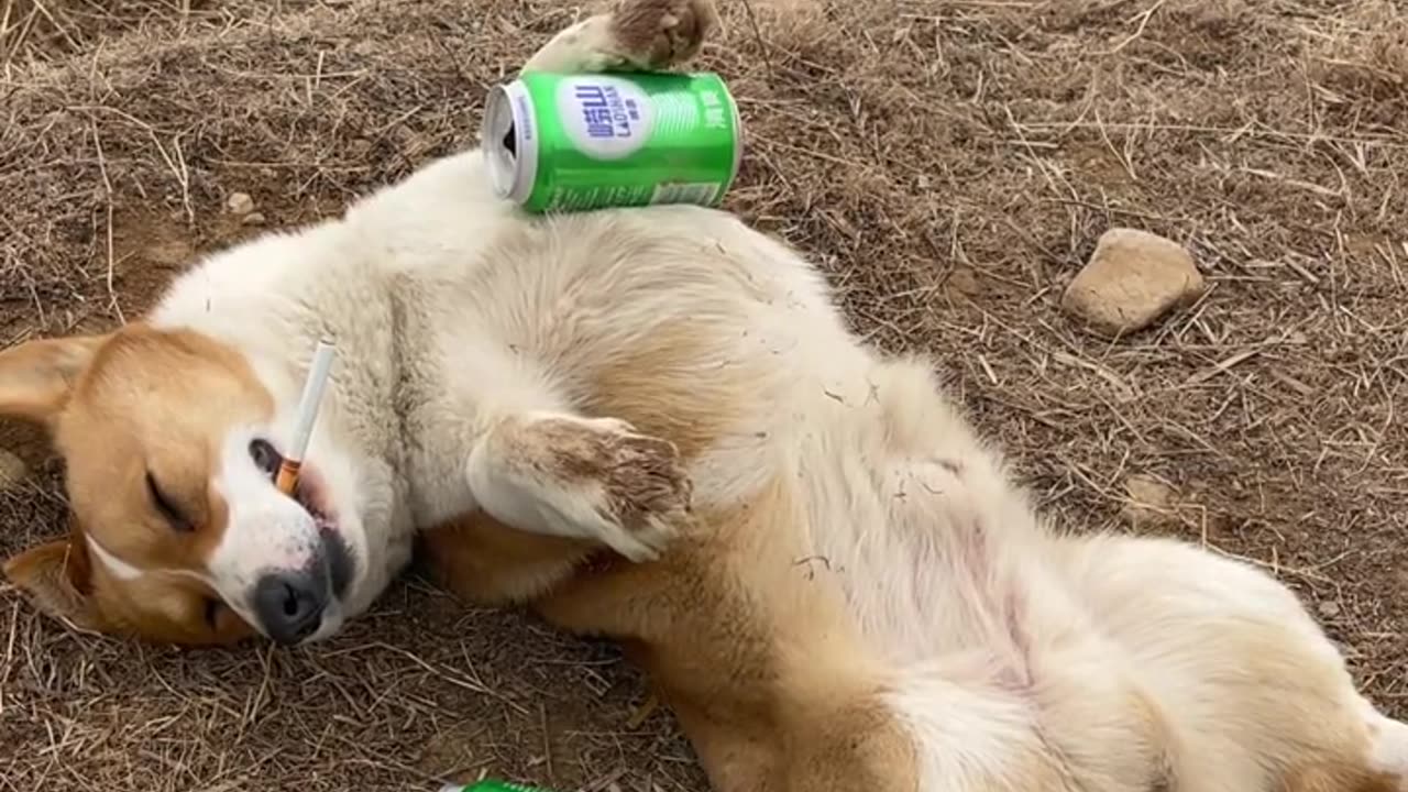 The puppy who stole the beer was drunk