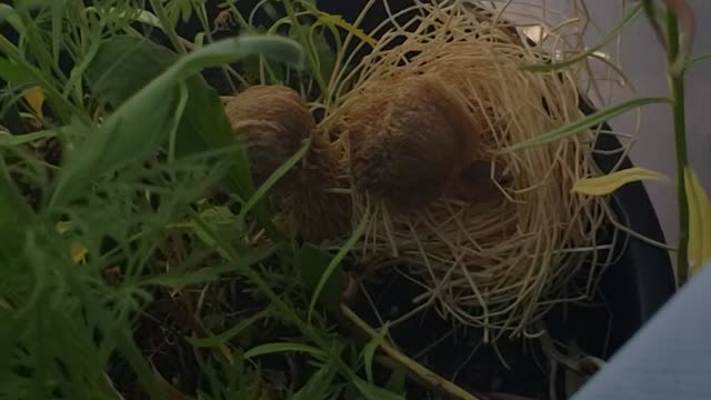 Hatching Praying Mantis Egg