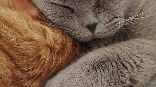 The Big Billa #cat #short petlover Billa sleeping #animals