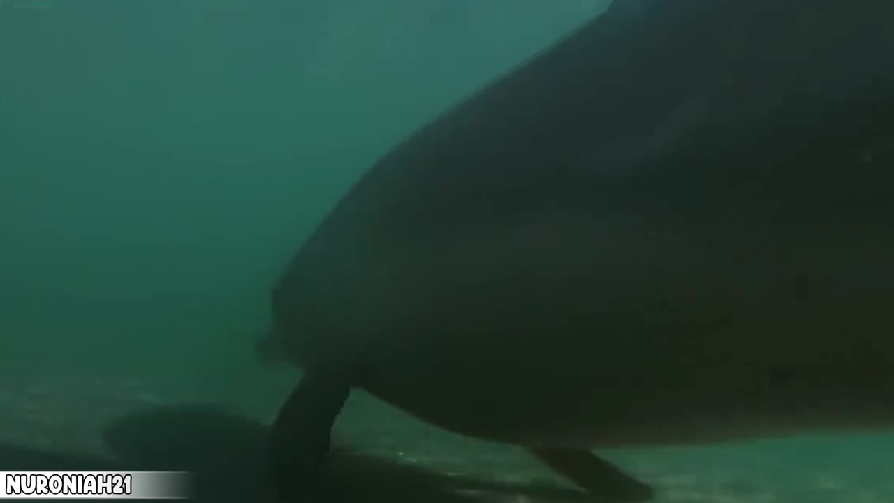 Heavily Pregnant Dolphin Can't Hunt - Puck's Story Part 1 - Dolphins of Shark Bay