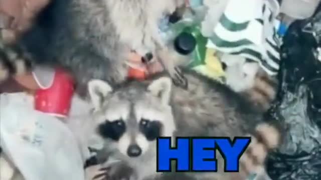 The Coon Dump