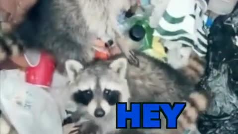 The Coon Dump