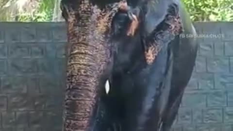 Elephant Bathing Itself With A Pipe #shorts #shortsvideo #video #viral