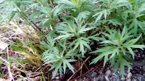 Artemisia tallsii wild and free