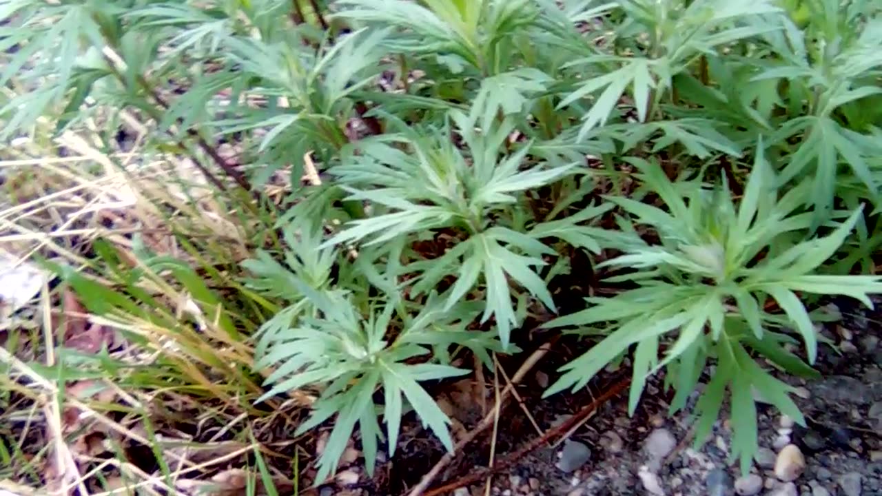Artemisia tallsii wild and free