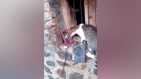 New Funny Animals 😂 Funniest Dogs and Cats Videos