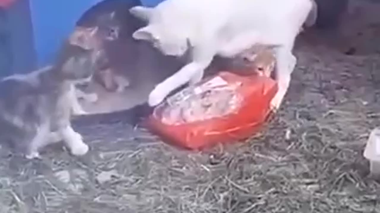 A MOTHER CAT IN TURKEY STOLE A WHOLE FROZEN CHICKEN FROM A STORE TO FEED HER KITTENS