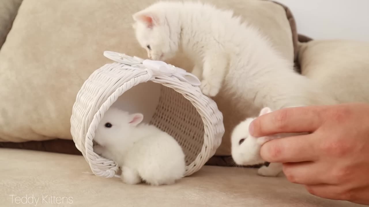White kitten and white bunnies
