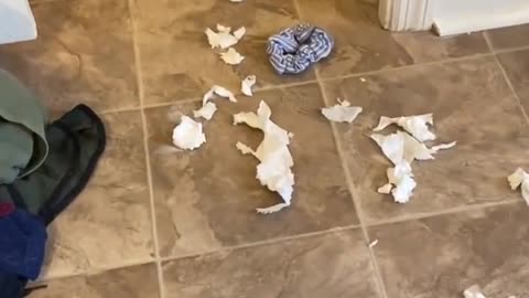 Husky shame