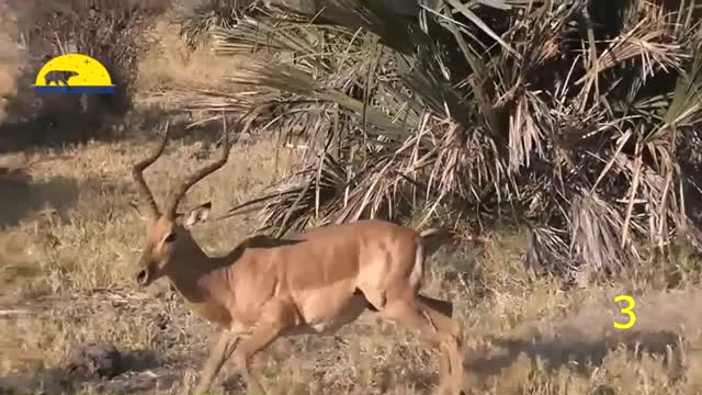 Amazing!! HEART TOUCHING Animals Saves Another Animal | Animal Heroes