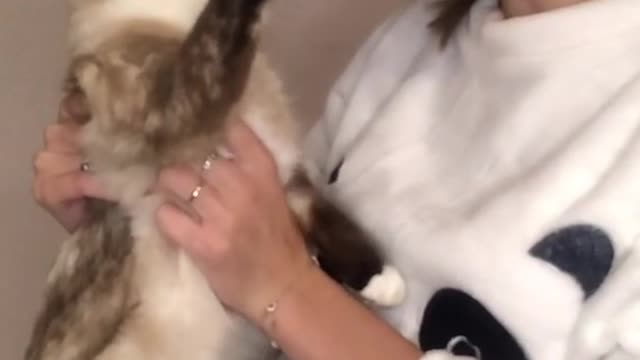 Cat Claw Gets Stuck After Pawing Owners Face