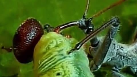 Killer Assassin Bug vs Caterpillar #insect