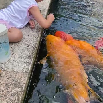 What A Friendly Japanese Fish 😱😱😱 #Fish #Kid #Viral #Koi #Street