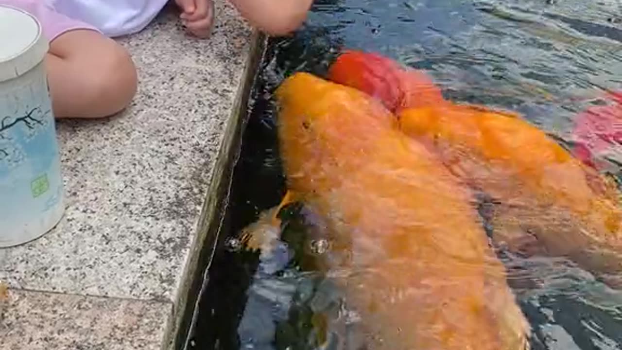 What A Friendly Japanese Fish 😱😱😱 #Fish #Kid #Viral #Koi #Street