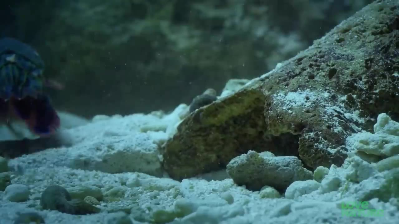 The Mantis Shrimp Punches the Crab's Arm Off