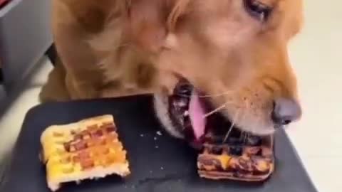 Doggie feeds the pig. Does he coincidentally offer the burnt piece?