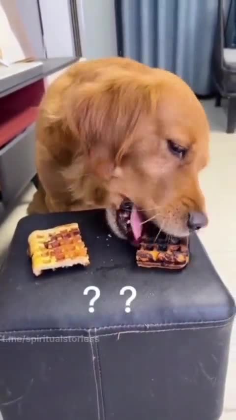 Doggie feeds the pig. Does he coincidentally offer the burnt piece?