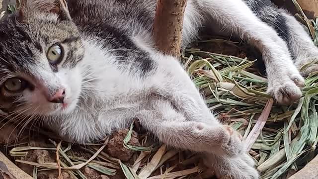 cat taking a rest