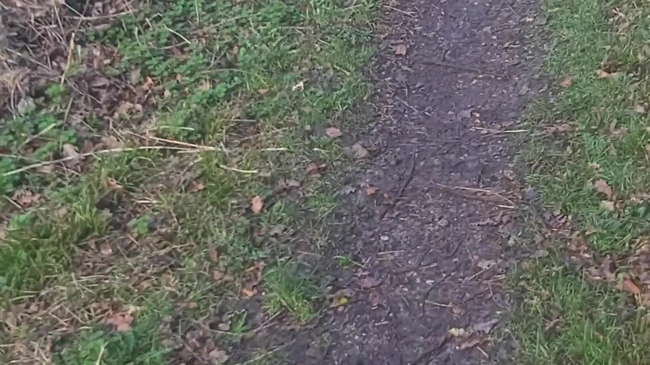 Basingstoke canal walks