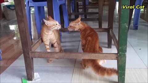 Cats Fighting and Meowing - These Two are Bloody Brothers | Viral Cat