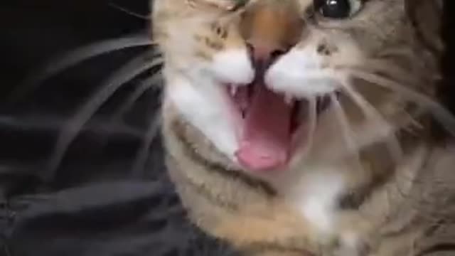 Training Cute Cat To Get The Rat Funny Cat