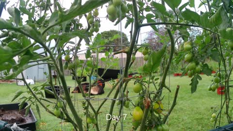 Yellow Pear Tomato Time-Lapse