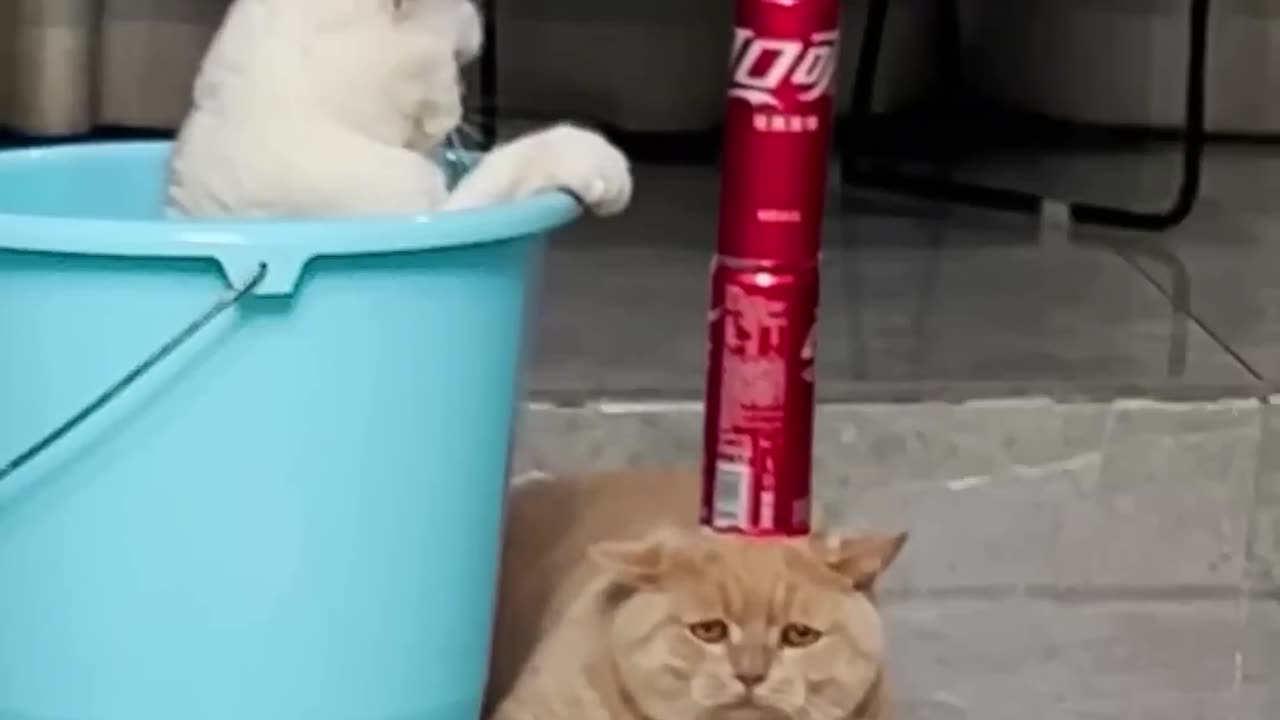 funny cats