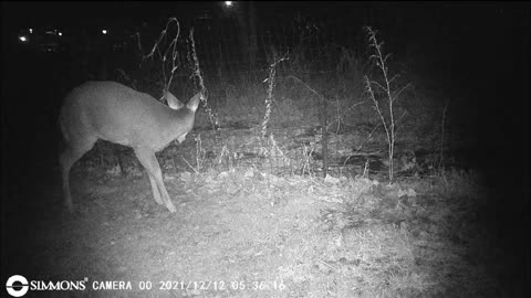 Backyard Trail Cam - Deer by Garden