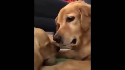 The funniest video ever, you can't stop watching and laughing.