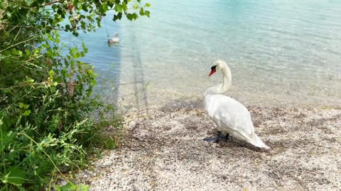 This swan mother and cygnet are a show stopper.