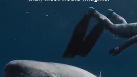 Shark video