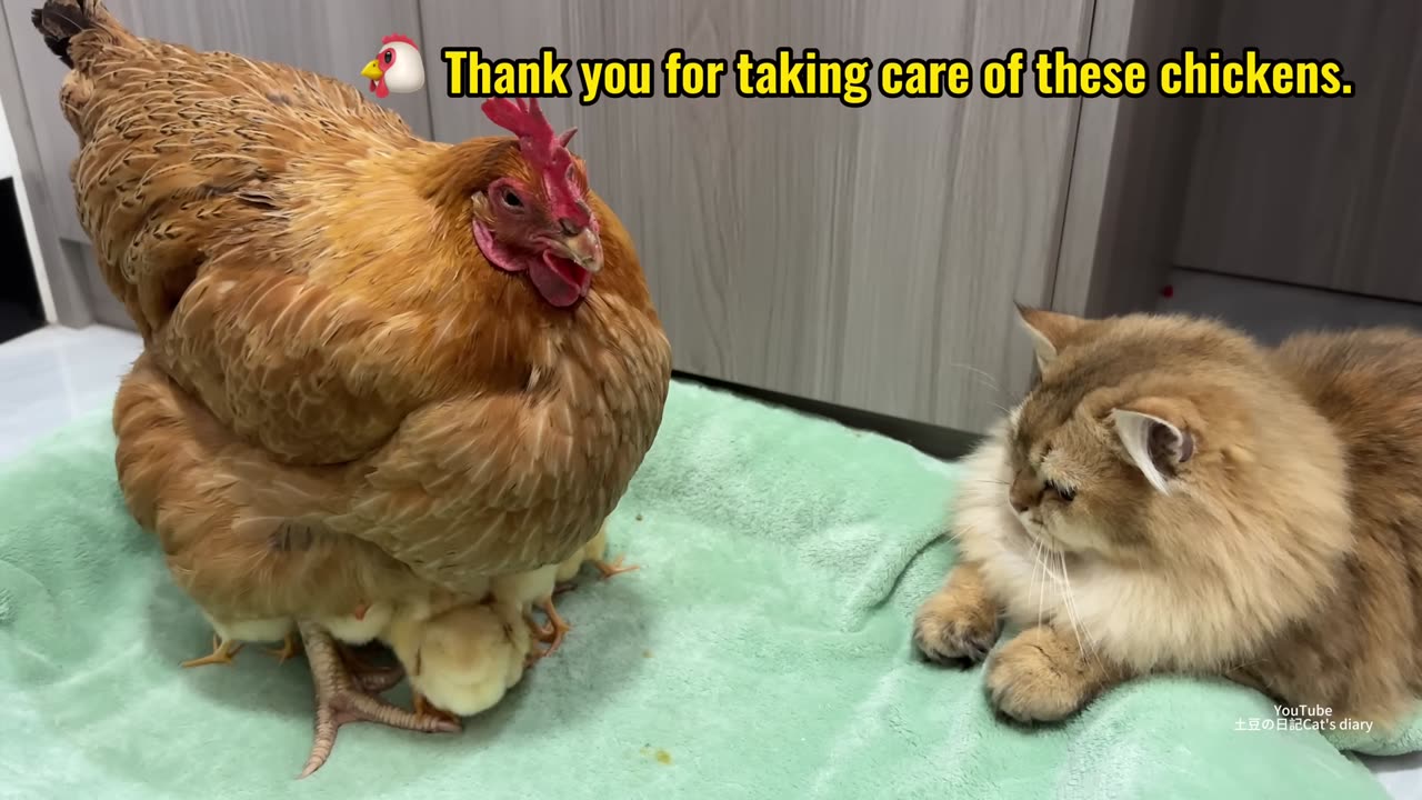 The hen thinks the kitty may have taken the eggs!