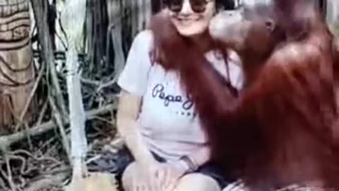 Funny Orangutan