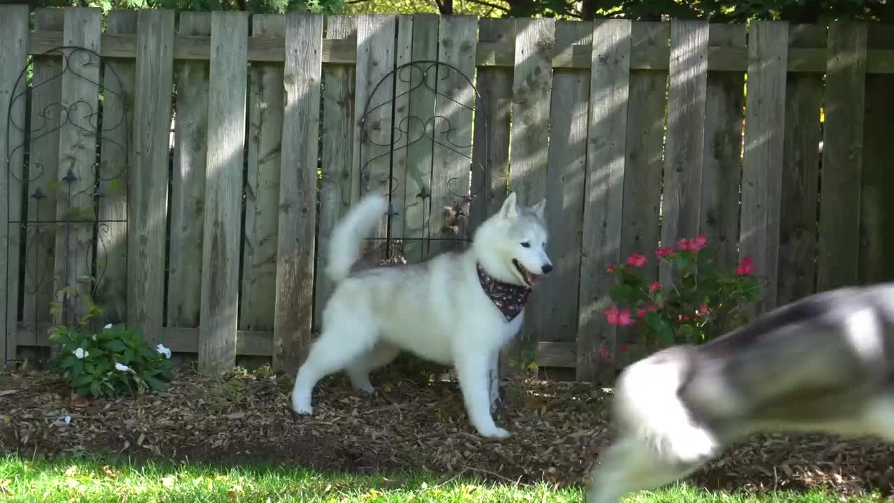 What you didn't know about female dogs _ Husky groom