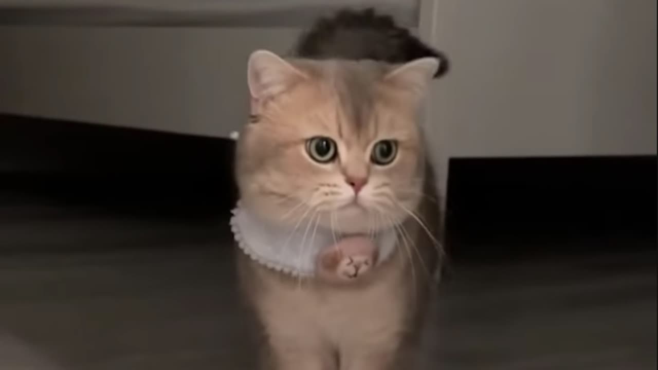 cat meowing to attract cats