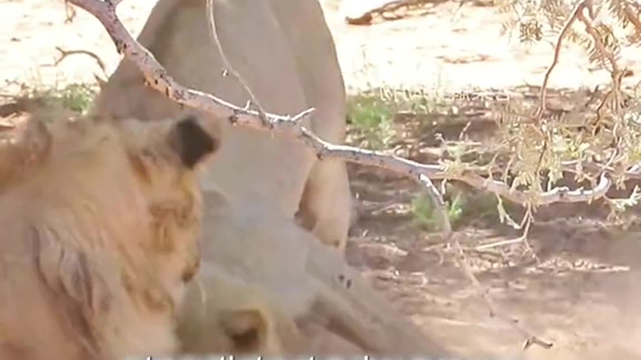 The male lion accidentally got poison