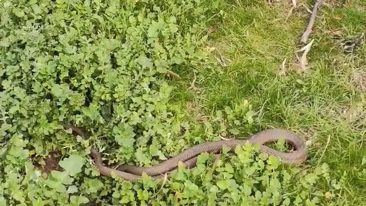 Eastern Brown Snake, I thought it was dead...