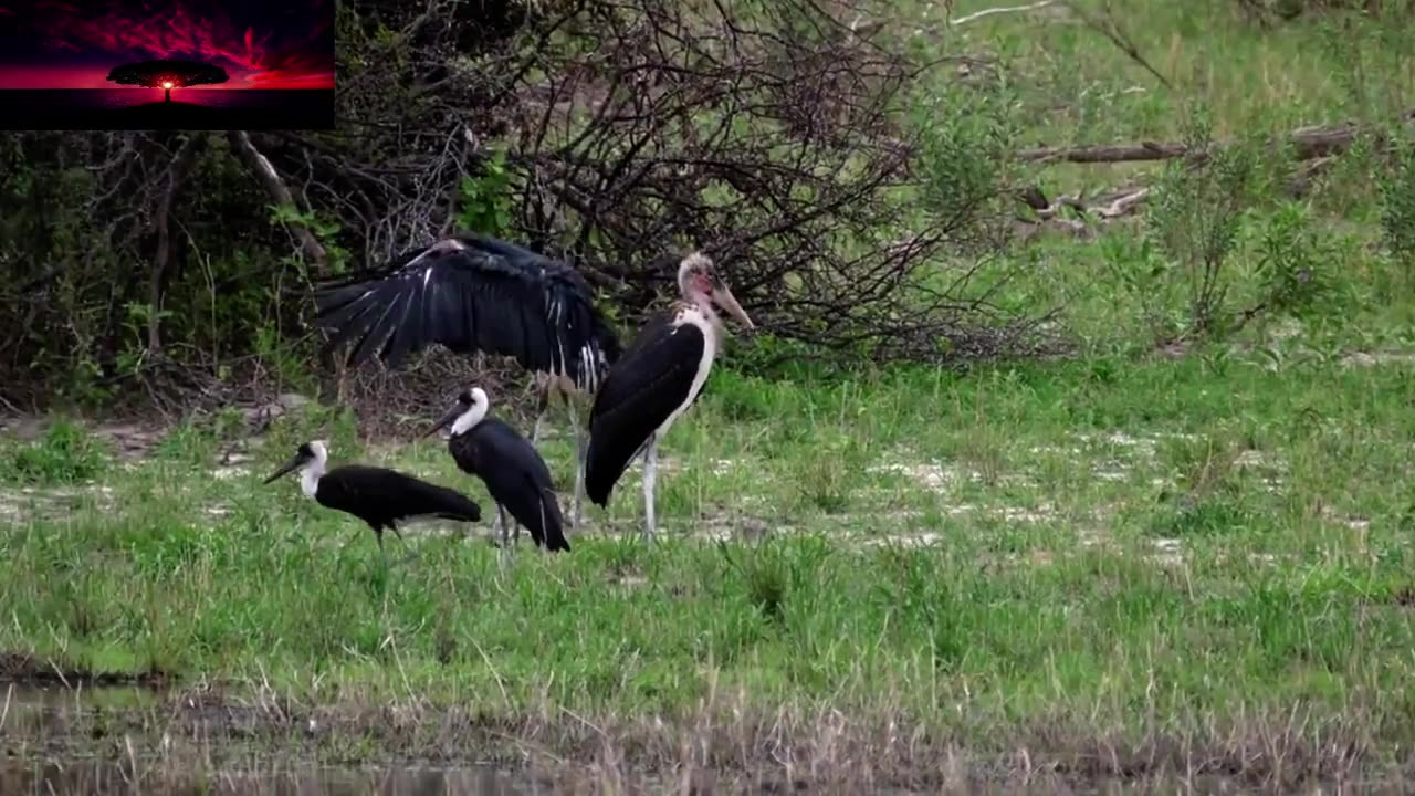 Beauty Of a nature with Birds