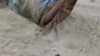 Horses rolling in the arena