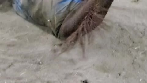 Horses rolling in the arena