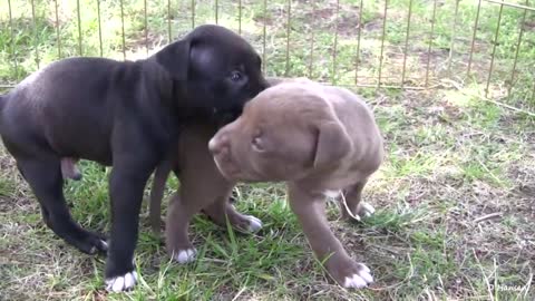 Pit Bull Growls and Snaps at Her Puppies!