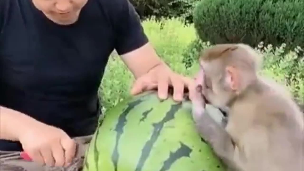 Eating a watermelon together