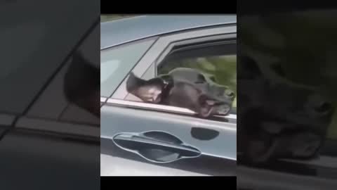 Funny Animals Video - Funniest Cats and Dogs 🐱🐶 Part 4