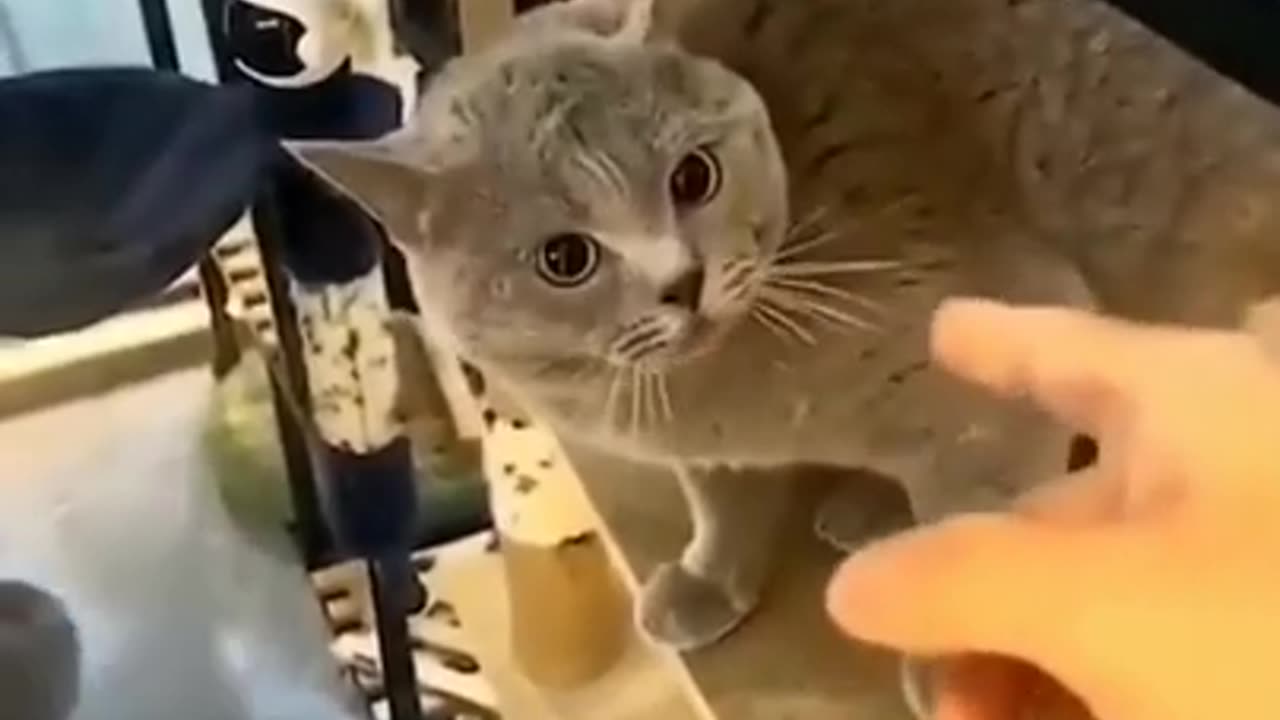 Cute and angry cat funny moments