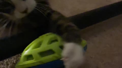 Toying with cat [it got mad]