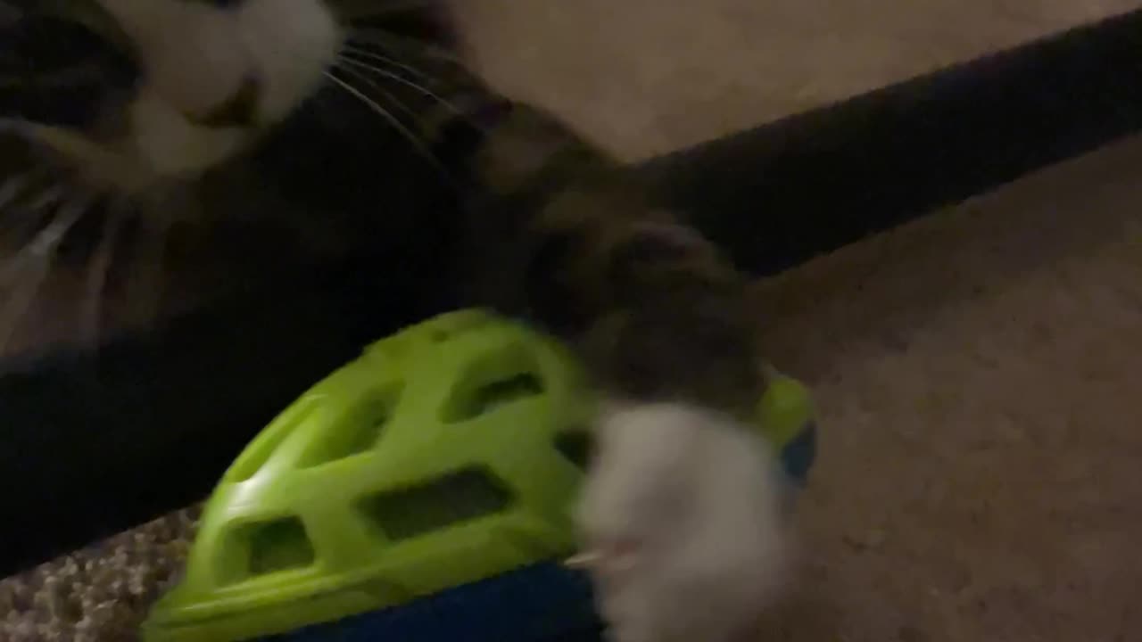 Toying with cat [it got mad]