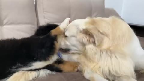 Golden Retriever Plays with Bernese Mountain Dog Puppy
