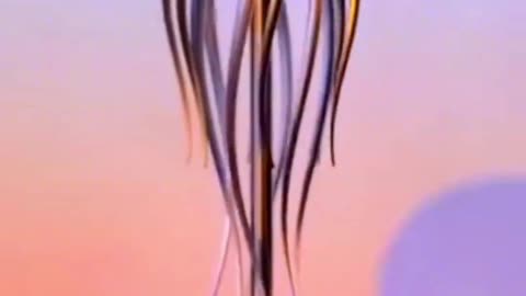 octa Angela